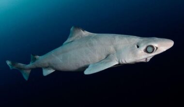 Mysterious deepwater sharks are being killed to make cosmetics. New laws could save them from extinction