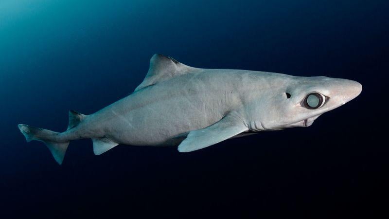 Mysterious deepwater sharks are being killed to make cosmetics. New laws could save them from extinction