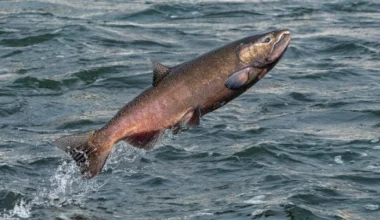 Forget turkey, we’re thankful about salmon. How California is helping salmon bounce back.