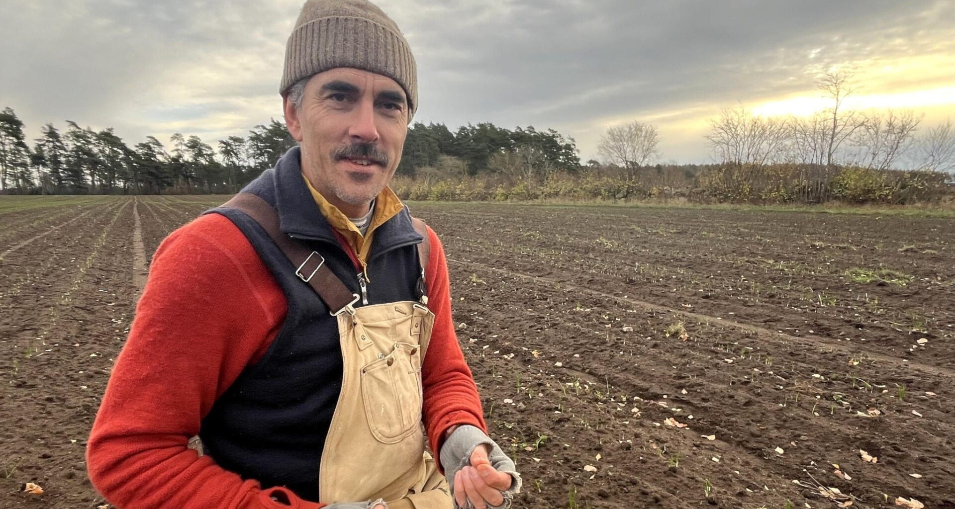 Karl skördar skånsk saffran – kräver 200 000 blommor per kilo - P4 Kristianstad