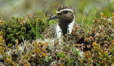 The golden plover’s numbers in Ireland have dwindled to a few isolated strongholds – The Irish Times