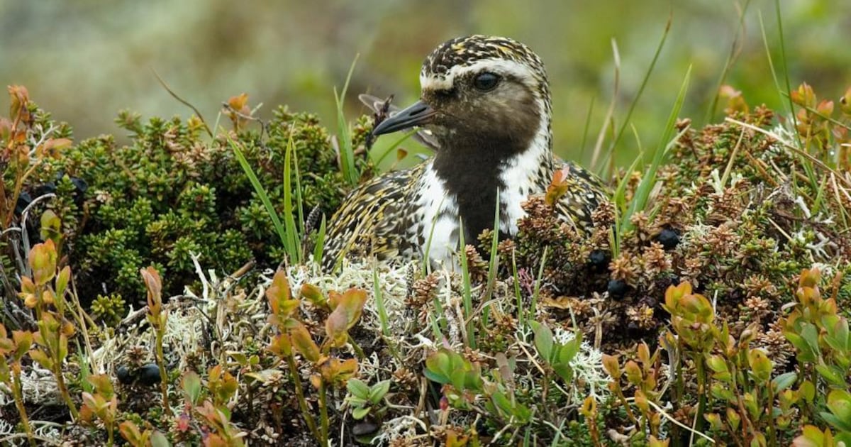 The golden plover’s numbers in Ireland have dwindled to a few isolated strongholds – The Irish Times