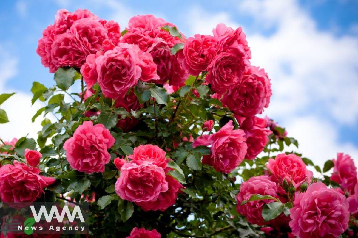 Unique Chemical Compound Found in Tehran University Rose Study