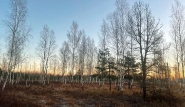 Snow returns to Latvia at the start of the week: slippery roads and subzero temperatures expected