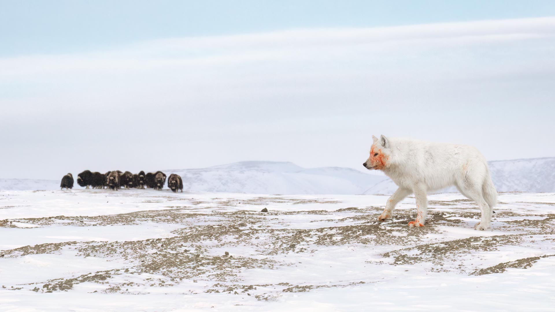 an arctic fox with blood on its face walks near a herd of musk ox in a snowy landscape