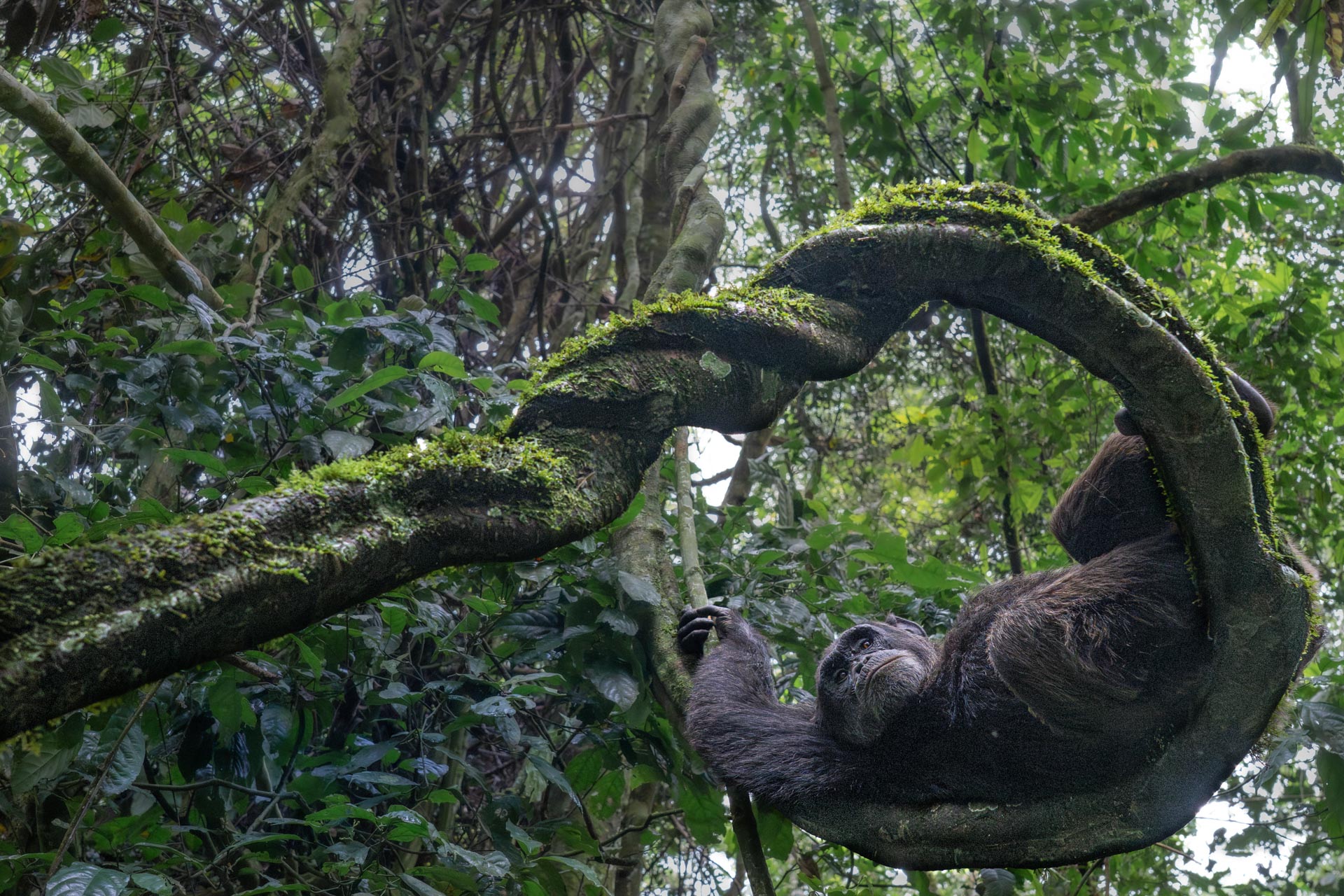 a chimp relaxes in a tree