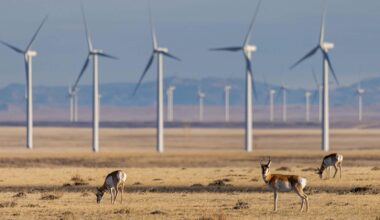 Wyoming legislator pushes for accountability from wind and solar projects over wildlife impact.