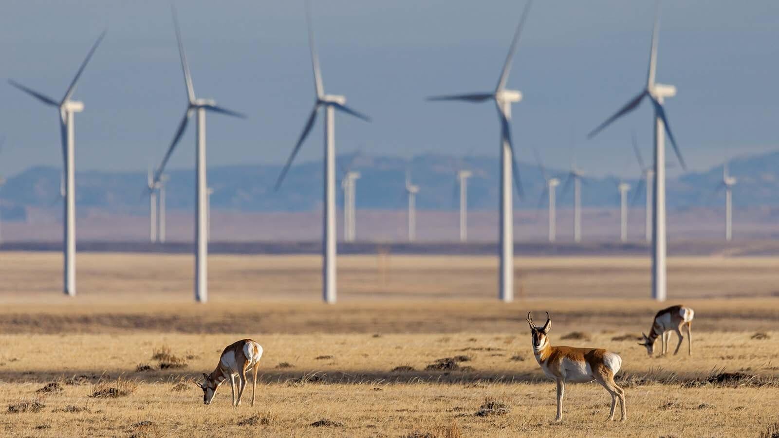 Wyoming legislator pushes for accountability from wind and solar projects over wildlife impact.