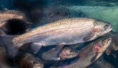 World's first circular fish farm coming to Denmark