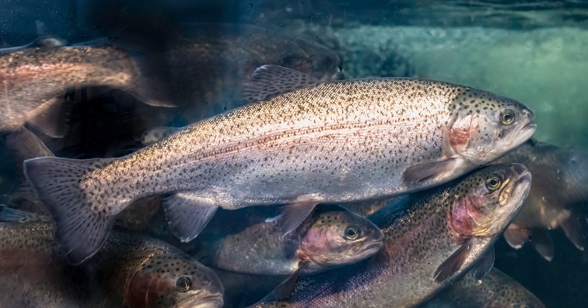 World's first circular fish farm coming to Denmark