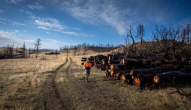 Is Burying the Trees Killed by Wildfires a Climate Solution? Proponents tout biomass burial to create carbon credits as a win-win-win for the climate, fire-scarred landscapes and those looking to offset their emissions.
