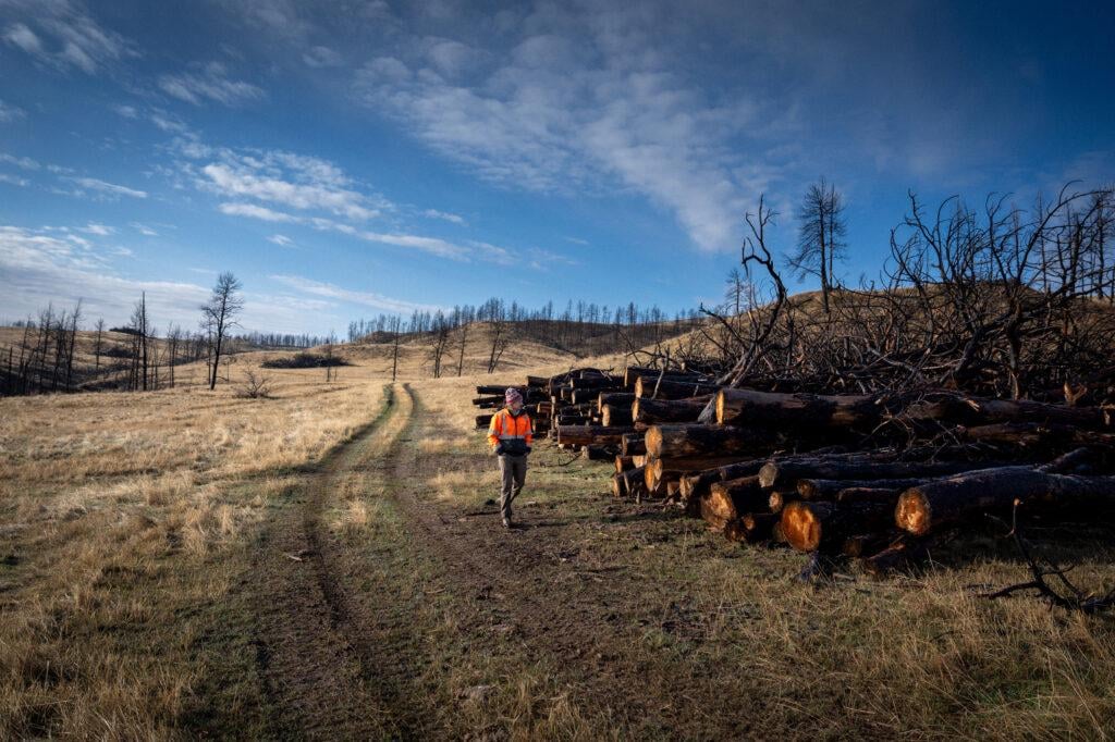 Is Burying the Trees Killed by Wildfires a Climate Solution? Proponents tout biomass burial to create carbon credits as a win-win-win for the climate, fire-scarred landscapes and those looking to offset their emissions.