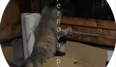 A Russian civilian is filming a Russian air defense system hitting a building in Volgograd, while Ukrainian UAVs attacked the refinery in the outskirts of the city. This is the second time this week a Russian air defense system has missed its target and exploded in a civilian apartment.