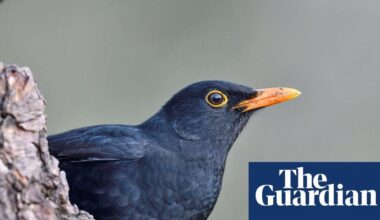France’s birds start to show signs of recovery after bee-harming pesticide ban. Analysis shows small hike in populations of insect-eating species after 2018 ruling, but full recovery may take decades.