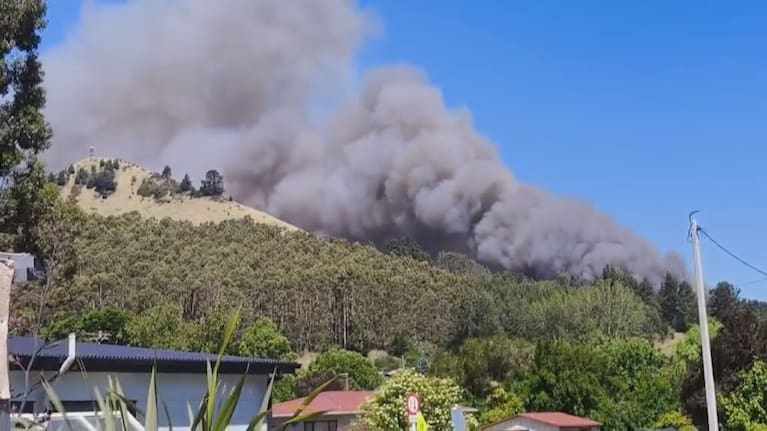 A blaze in pine trees near houses at Goodwood, Palmerston.
