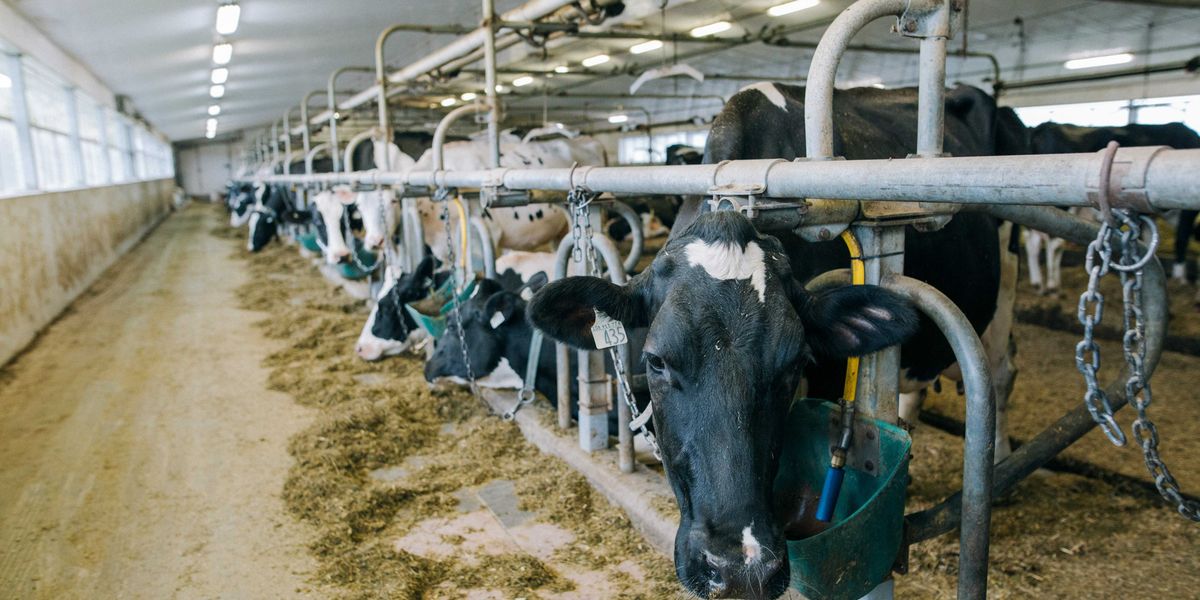 After ICE Raid, Wisconsin’s Dairy Labor Crisis Deepens