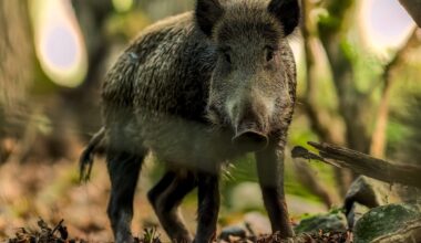 Prague enlists hunters to cull wild boars as sightings within city soar