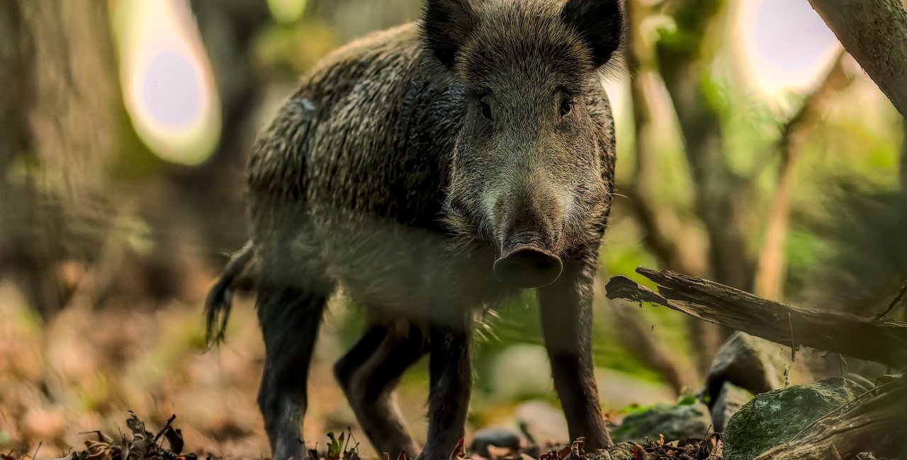 Prague enlists hunters to cull wild boars as sightings within city soar