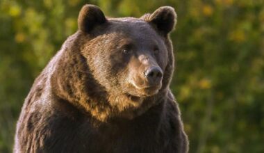 Мечка скалпира и изяде носа на македонец