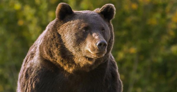 Мечка скалпира и изяде носа на македонец