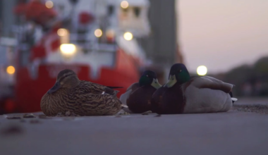 Søvnige gråænder på vej i seng ved skumring med Dannebrog blafrende i baggrunden. Filmet på Aarhus Havn.