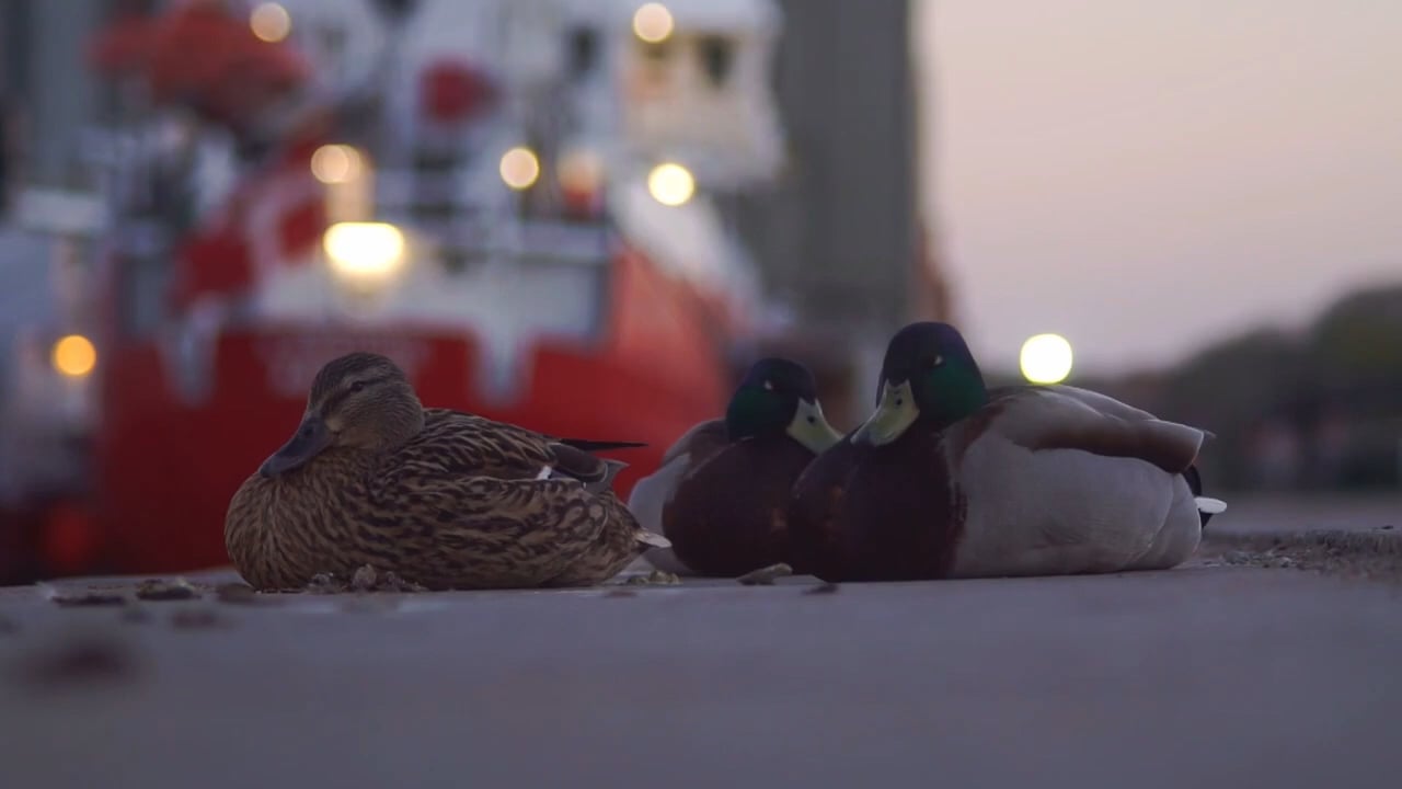 Søvnige gråænder på vej i seng ved skumring med Dannebrog blafrende i baggrunden. Filmet på Aarhus Havn.