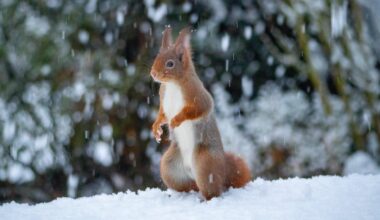 Eichhörnchen im Schnee