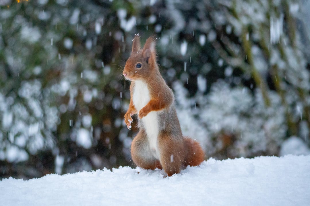 Eichhörnchen im Schnee