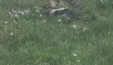 Nature out my window