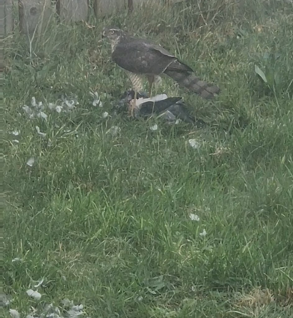 Nature out my window