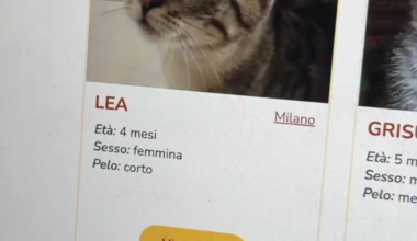 Average Italian cats