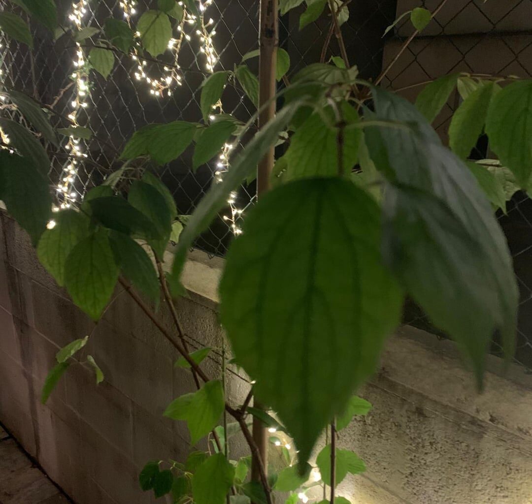 Weiß jemand was das für eine Pflanzenart ist ?