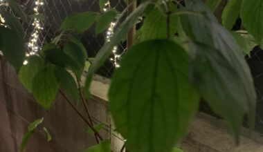 Weiß jemand was das für eine Pflanzenart ist ?