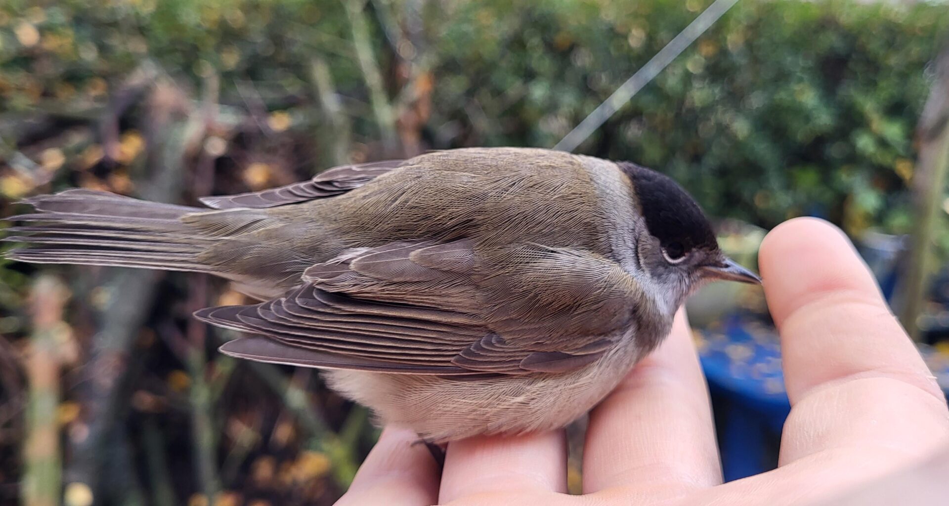 Ein Besucher am Morgen