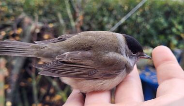 Ein Besucher am Morgen