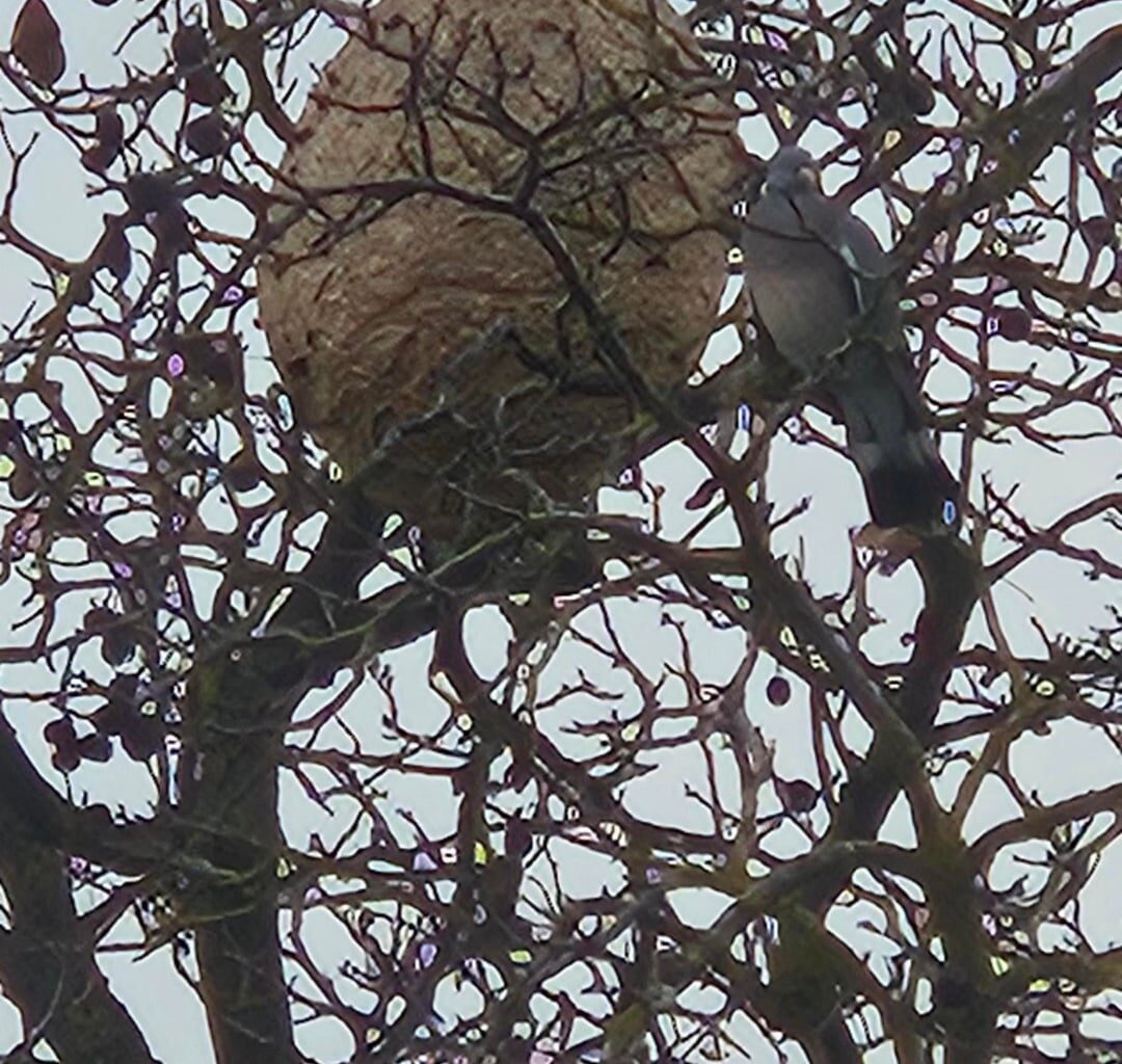 Ist das ein asiatisches Hornissennnest?