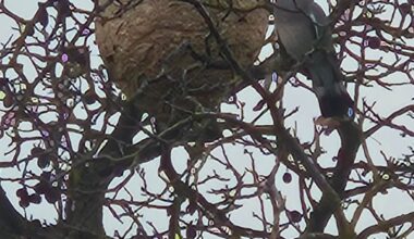 Ist das ein asiatisches Hornissennnest?