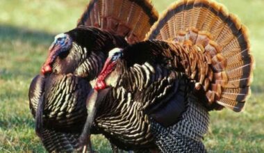 Out-of-state hunters driving change to Missouri turkey hunting regulations