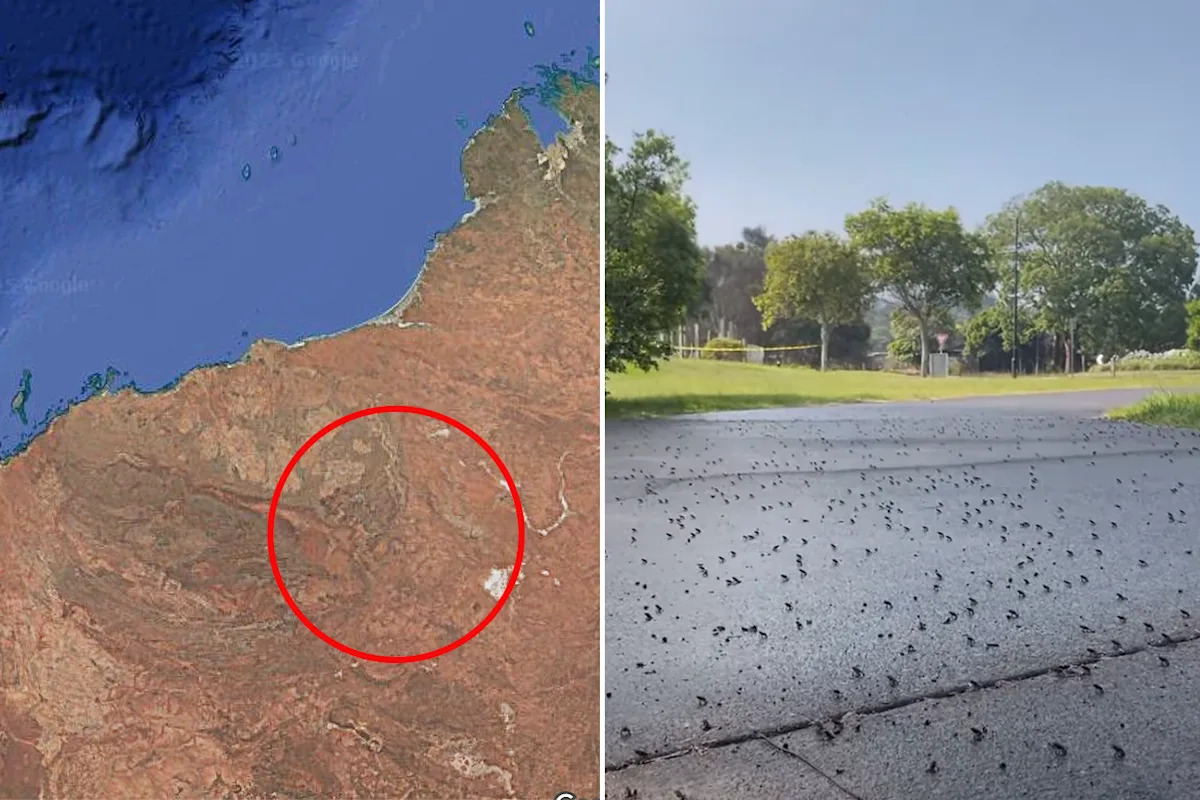 Warning over 'serious' danger as invasive threat moves south: 'Catastrophic declines'