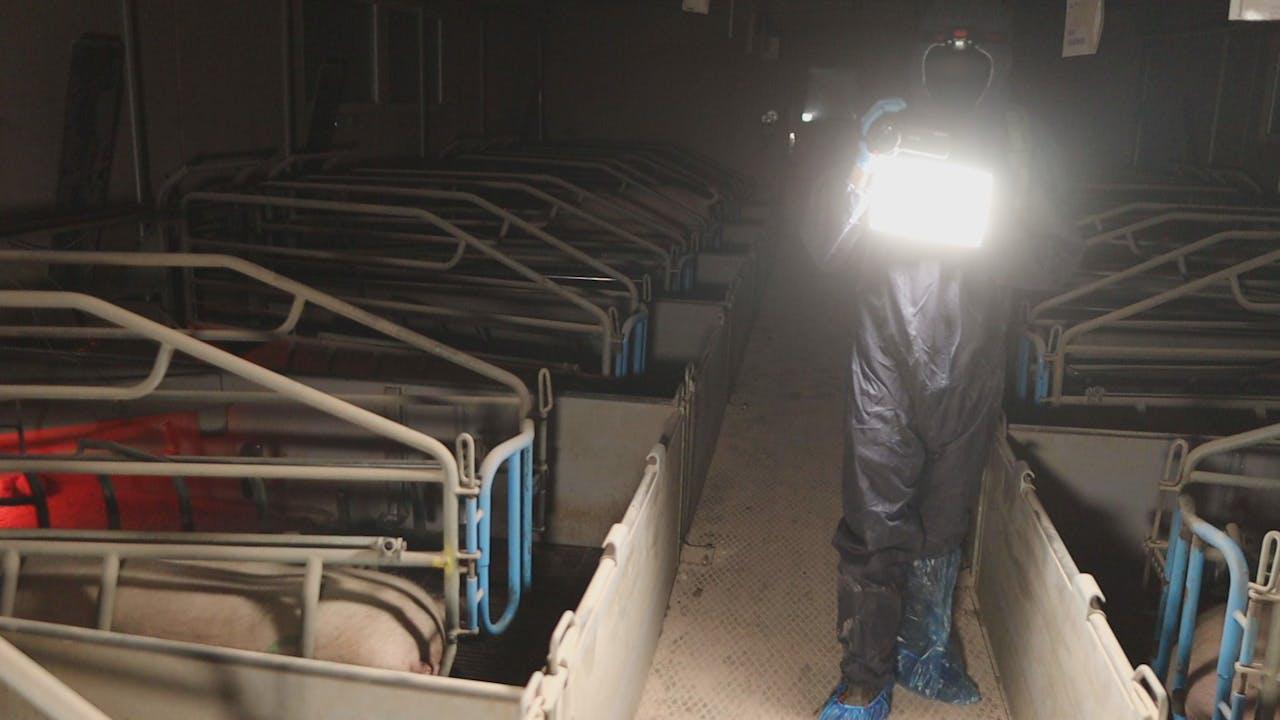 Landmænd raser over aktivisters optagelser i deres stalde