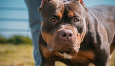 XL Bully ripped hijab off mum in front of her kids - but owner avoids jail