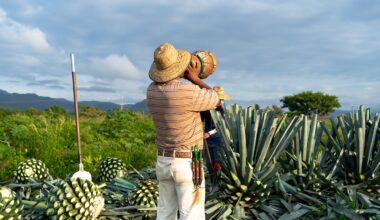 Climate anime, mosquitoes in Iceland and how bats make tequila