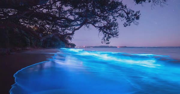 'Screams of joy' - Bioluminescence stuns onlookers at Auckland beach