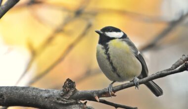 no 1. decembra Latvijā laika apstākļi piedzīvos iespaidīgas izmaiņas