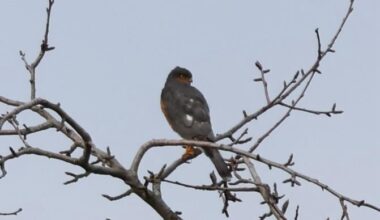 Welcher Greifvogel ist das?