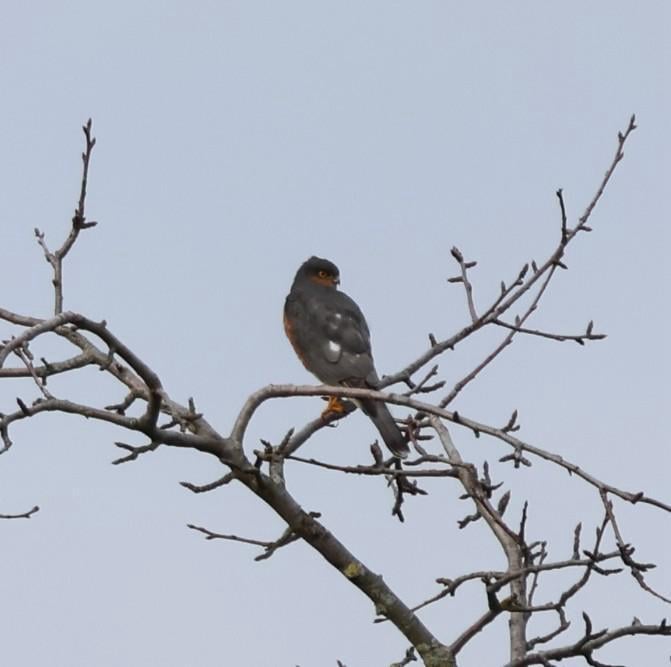 Welcher Greifvogel ist das?