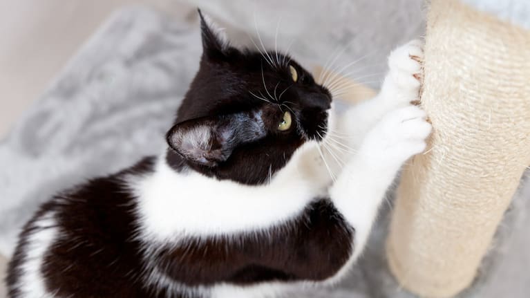 Scientists have pinpointed strategies that could stop cats from scratching furniture.