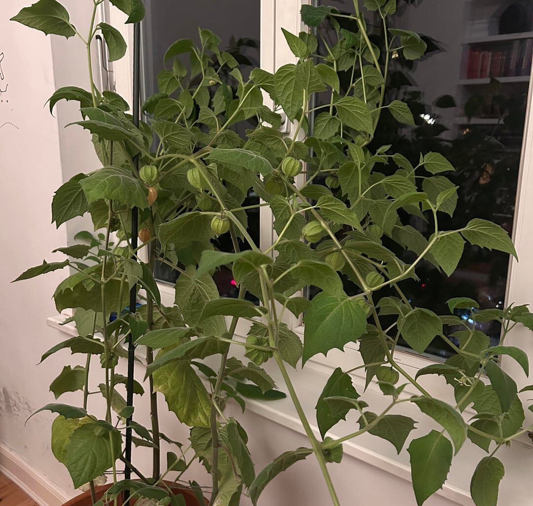 Physalis Pflanze pflegen und überwintern