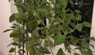 Physalis Pflanze pflegen und überwintern