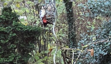Buntspecht im Garten